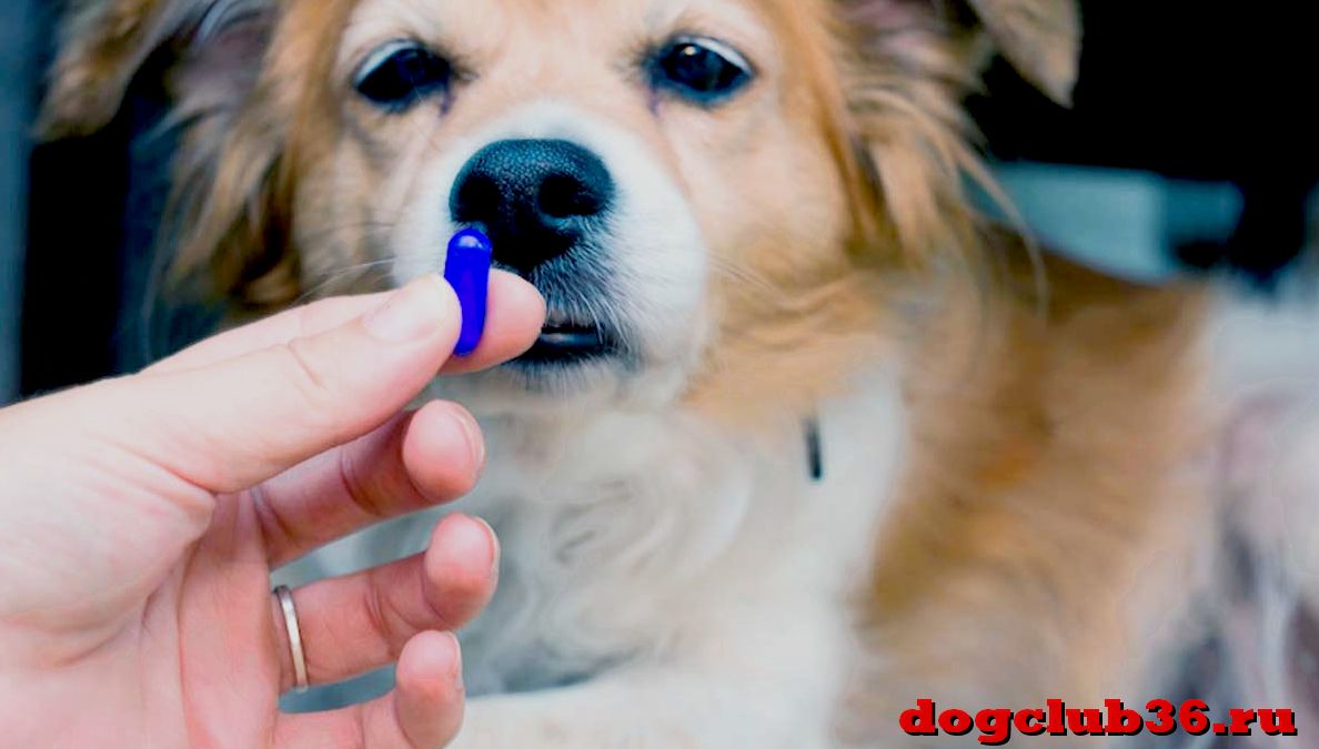 Как дать таблетку собаке