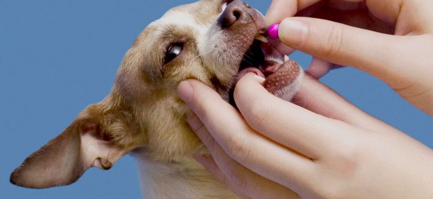 Как дать таблетку собаке