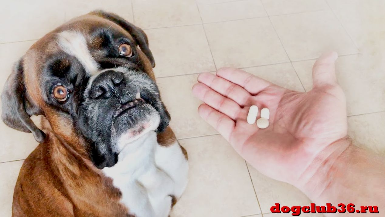 Как давать собаке таблетки от глистов