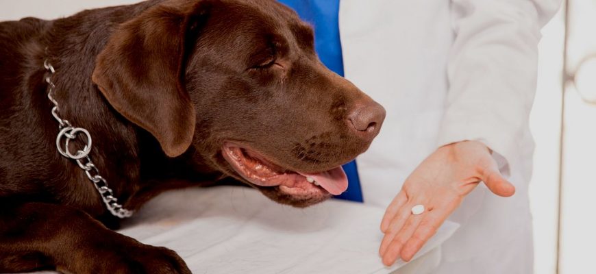 Как давать собаке таблетки от глистов