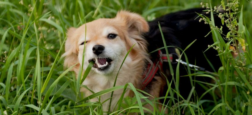 Почему собака ест траву во время прогулок