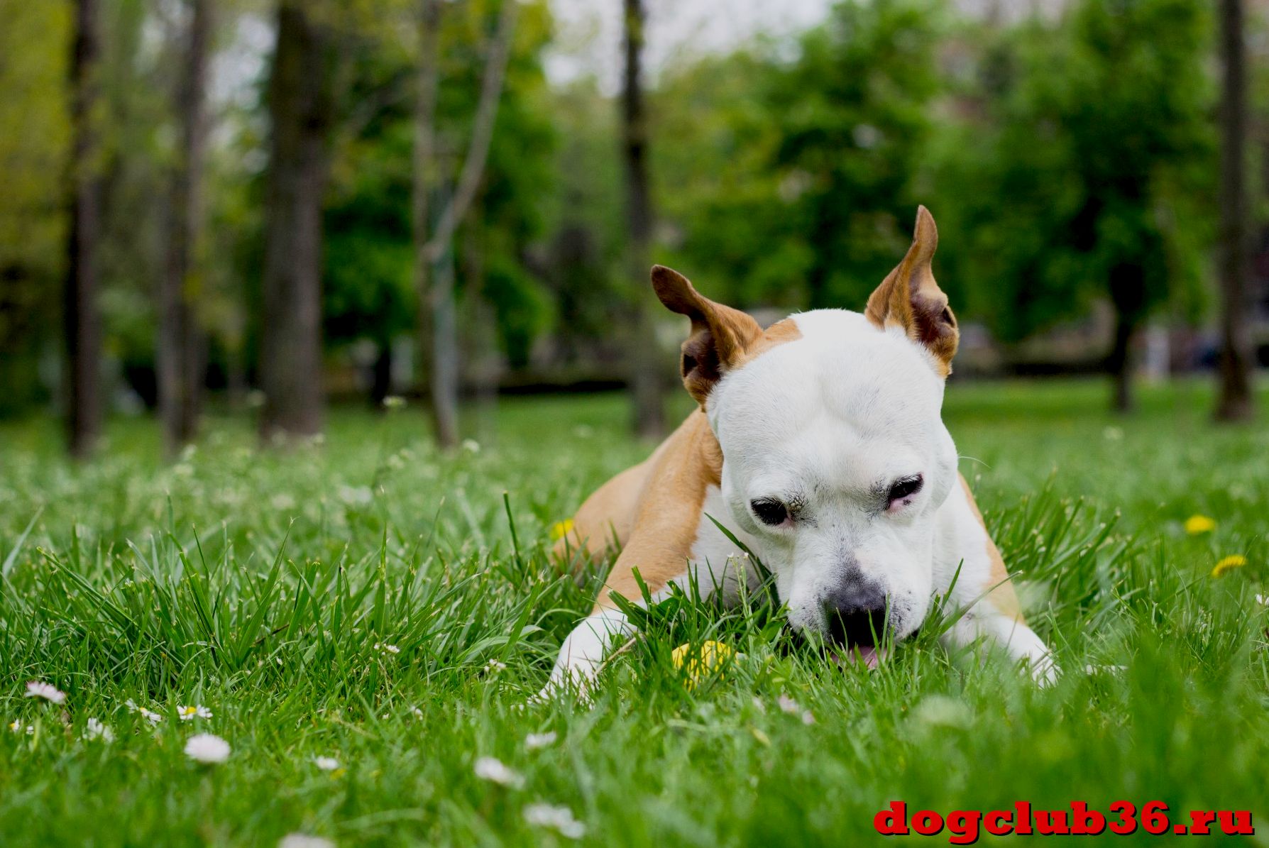 Почему собака ест траву во время прогулок