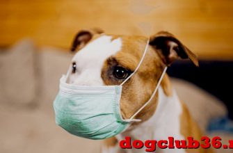 Может ли собака заразиться коронавирусом от хозяина