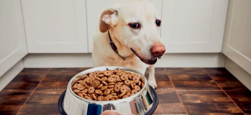 Почему собака перестала есть еду