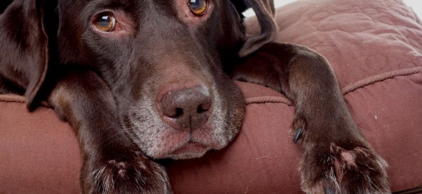 Кожные заболевания и их признаки у собаки